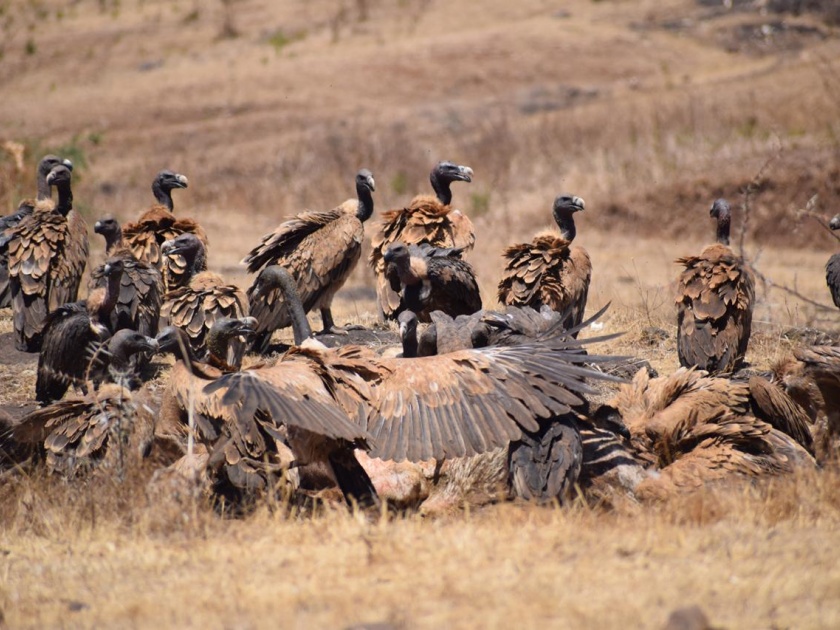 vultures came in nashik vanrai SSS | 'नाशिक वनराई'मध्ये गिधाडांचा मनसोक्त पाहुणचार