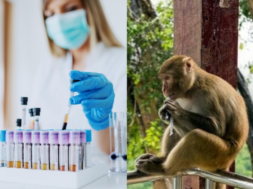 Coronavirus monkeys develop virus immunity after infection vaccine studies myb | माकडांवर कोरोनाच्या लसीच्या प्रयोगाचे सकारात्मक परिणाम, शास्त्रज्ञांना नवी आशा 