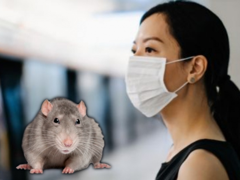 Cdc warns of aggressive cannibal rats facing shortage of garbage to eat myb | लॉकडाऊनमध्ये उंदरांमुळे माणसांना असू शकतो संक्रमणाचा धोका; तज्ज्ञांचा दावा
