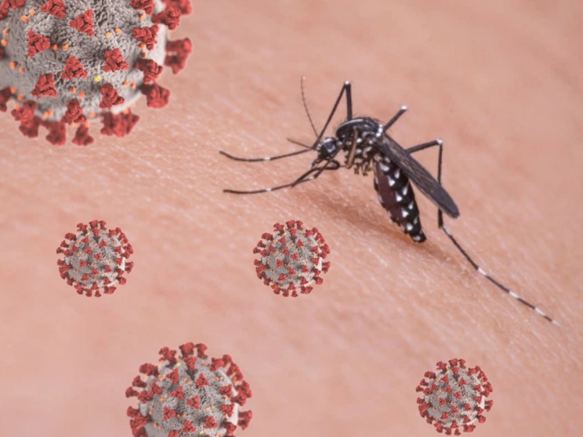 CoronaVirus News : Corona virus will be destroyed by bacteria in mosquitoes myb | 'या' डासांमधील बॅक्टेरियांमधून कोरोनाचा विषाणू होणार नष्ट; चीन आणि अमेरिकेतील तज्ज्ञांचा दावा