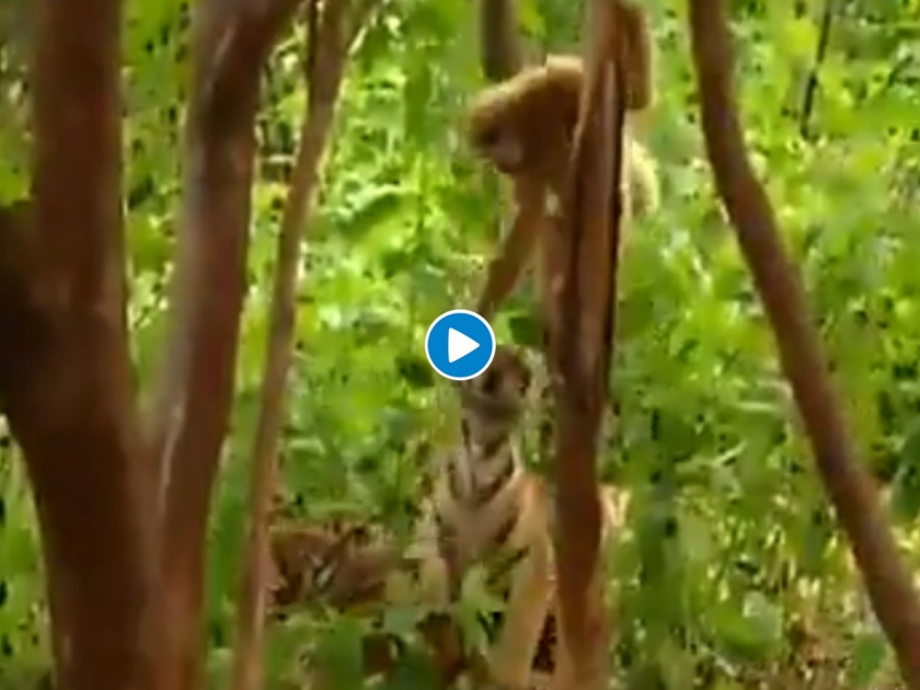 Monkey slept tiger old video goes viral susanta nanda its twitted video myb | Video : माकडानं वाघाची खोडंच मोडली; त्यानं काही करायच्या आत सणसणीत कानाखाली मारली