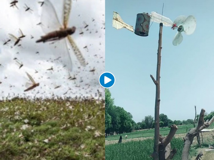 Desi jugaad to keep locusts away tiktok video is massively viral myb | टोळांची धाड पळवून लावण्यासाठी शेतकऱ्याने केलाय भन्नाट जुगाड! पाहा व्हायरल व्हिडीओ