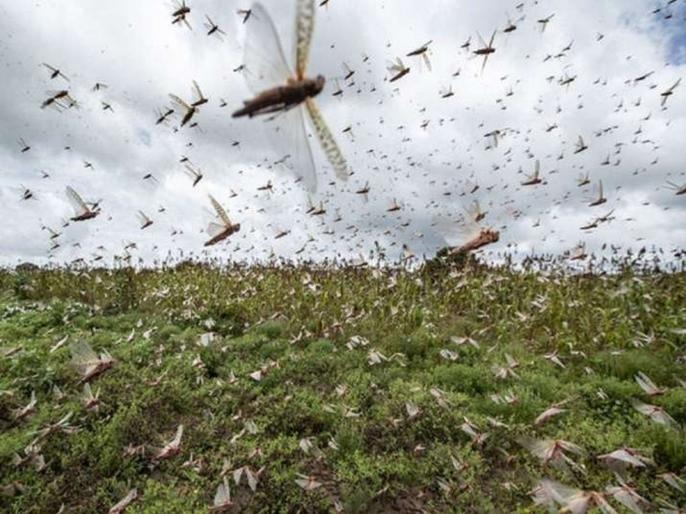 warns of another invasion of locusts in july | बापरे! देशात जुलैमध्ये पुन्हा टोळधाड धडकणार, 'या' राज्यांना केलं अलर्ट