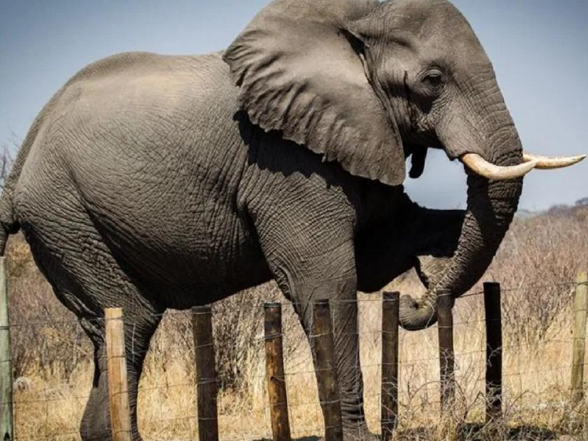 shocking news from thailand elephant dies after being electrocuted | हृदयद्रावक! अन्नाच्या शोधात मानवी वसाहतीनजीक गेला हत्ती; वीजेच्या तारांनी घेतला जीव
