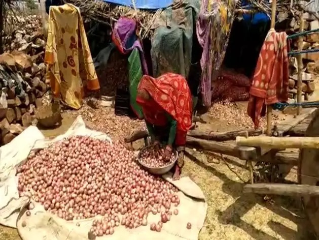 Women Sarpanch doing work in farm for Rs 150 in Madhya Pradesh | महिला सरपंच करतेय मोलमजुरी, लाखोंचा निधी कुणी हडपला याची खबरच नाही