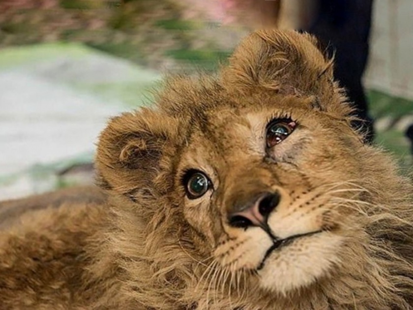 legs of lion cub broken prevent running away posing with tourists in russia | माणुसकीला काळीमा! फोटोसाठी छाव्याचे केले असे हाल; अवस्था पाहून डोळ्यात येईल पाणी