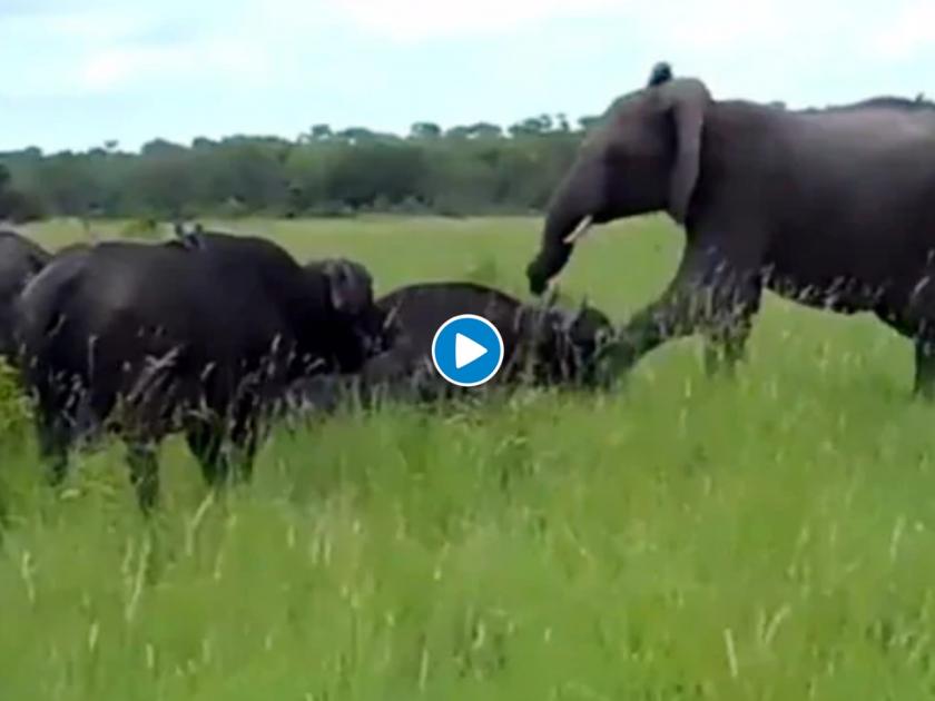 Video: Naughty elephant kicks the buffalo for fun see what happens next video goes viral | Video : हत्तीने मस्करीत म्हशीला मारली लाथ;अन् म्हशीने घेतलेला बदला पाहून म्हणाल, वाह क्या बात! 