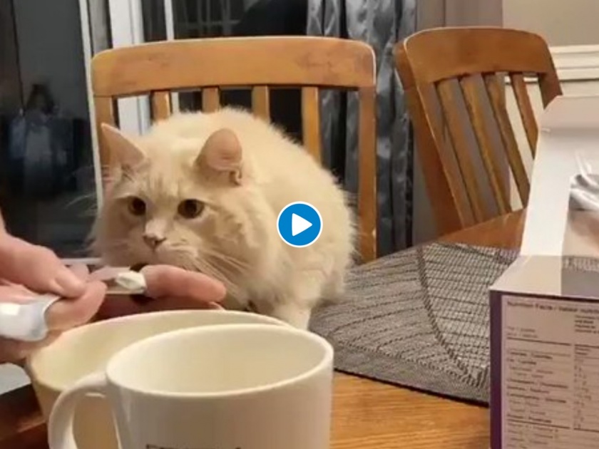owner fed icecream to cat unexpected reaction watch viral video | मनीमाऊ पहिल्यांदा आईस्क्रिम खाते तेव्हा...; भन्नाट रिअ‍ॅक्शनचा Video होतोय तुफान व्हायरल