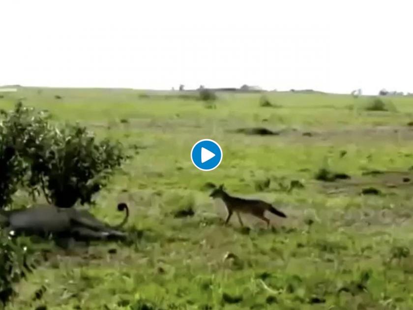 Jackal bites sleeping lion tail see what happens next video goes viral | बापरे! जंगलात झोपलेल्या सिंहाची कोल्ह्याने काढली खोड, अन् मग.... पाहा व्हायरल व्हिडीओ