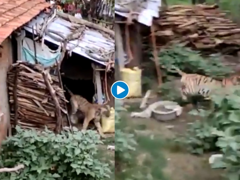 Tiger enters in home villagers shocked and run video goes viral | खतरनाक! वाघाला घरात शिरताना पाहून लोकांचा थरकाप उडाला; अन् मग...., पाहा व्हिडीओ