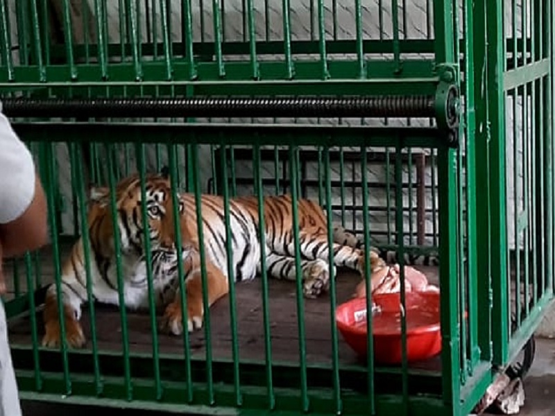 Shocking! Death of 'Kareena' tiger in Siddharth Udyan | धक्कादायक ! सिद्धार्थ उद्यानातील 'करिना' वाघिणीचा मृत्यू