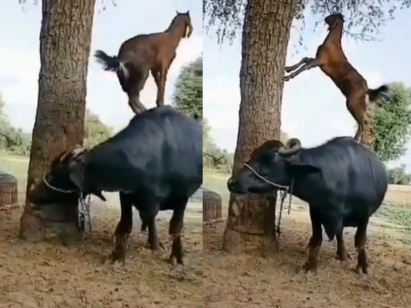 Goat climbs up using buffalo to eat leaves from trees watch viral video | भुकेलेल्या बकरीने पोट भरण्यासाठी केला भन्नाट जुगाड; आयएफएस अधिकारी म्हणाल्या.... 