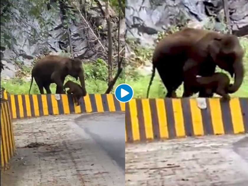 Trending this viral video of elephant baby struggling will break your heart | हत्तीच्या पिल्लाचा 'हा' व्हिडीओ पाहून नेटकरी संतापले; असं काय झालंय?, पाहा व्हायरल व्हिडीओ