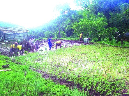 In Poladpur taluka, paddy cultivation was speeded up and farmers were relieved | पोलादपूर तालुक्यात भातलावणीच्या कामाला वेग, शेतकरी सुखावला