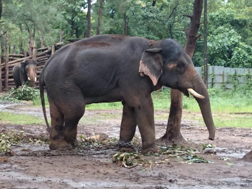 Campaign to catch elephants in Sindhudurg and Kolhapur, proposal prepared by Sindhudurg Forest Department | सिंधुदुर्ग आणि कोल्हापूरातील हत्तींना पकडण्यासाठी मोहीम, सिंधुदुर्ग वनविभागाकडून प्रस्ताव तयार 