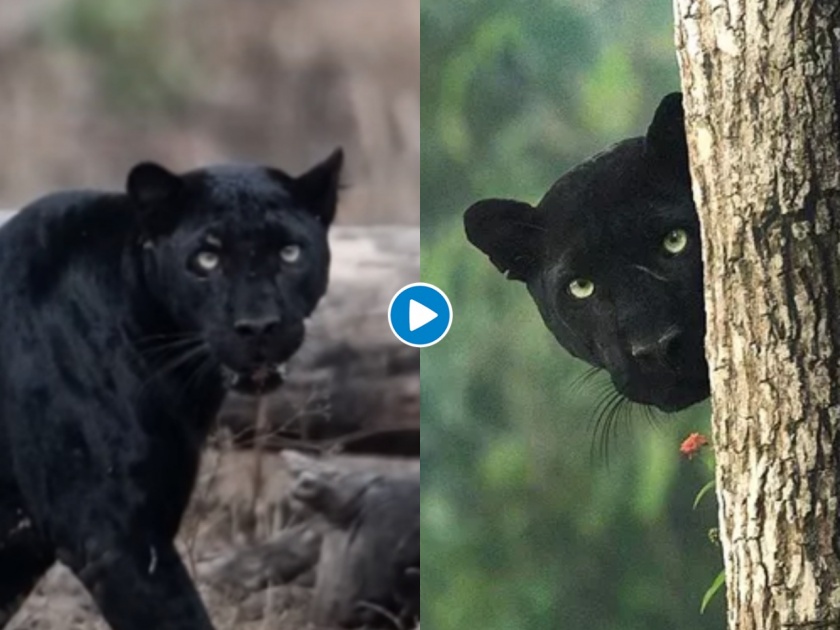 Wildlife photographer shaaz jung clicked rare black panther picture goes viral | जबरदस्त! भारतात खऱ्याखुऱ्या 'बगीराचा' बिनधास्त वावर कॅमेरात कैद, पाहा व्हायरल फोटो