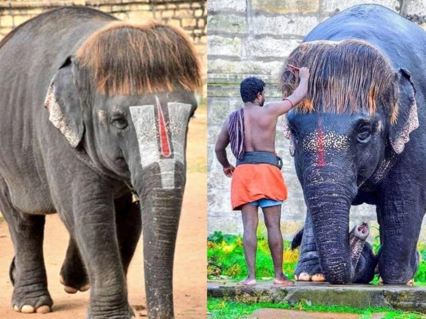Elephant name sengamalam is famous her bob cut hair photo goes viral on social media | लय भारी! हत्तीच्या हेअरस्टाईलने सोशल मीडियावर धुमाकुळ; दिवसातून २-३ वेळा केस होतात स्वच्छ