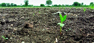 46,000 complaints in Marathwada for not growing soybeans, panchnama is still going on in many places | सोयाबीन न उगवल्याच्या मराठवाड्यात ४६ हजार तक्रारी, अनेक ठिकाणी अजूनही पंचनामे सुरूच  