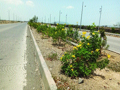 JNPT highway to blossom with two lakh flowers | दोन लाख फुलझाडांनी बहरणार जेएनपीटी महामार्ग