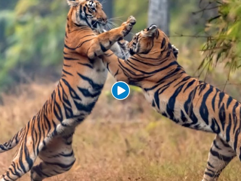 Tigers fight in jungle inner wins the territory and tigress too see who wins viral video | खतरनाक! वाघिणीला जिंकण्यासाठी दोन रुबाबदार वाघांची लढाई; पाहा थरारक व्हिडीओ
