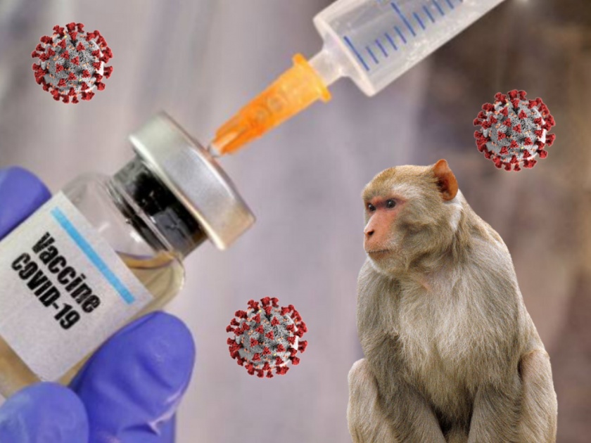 CoronaVirus : Covid coronavirus vaccine india latest trial news and updates from world | दिलासादायक! कोरोनाच्या 'या' चार लसी माकडांवरील चाचणीदरम्यान ठरल्या प्रभावी