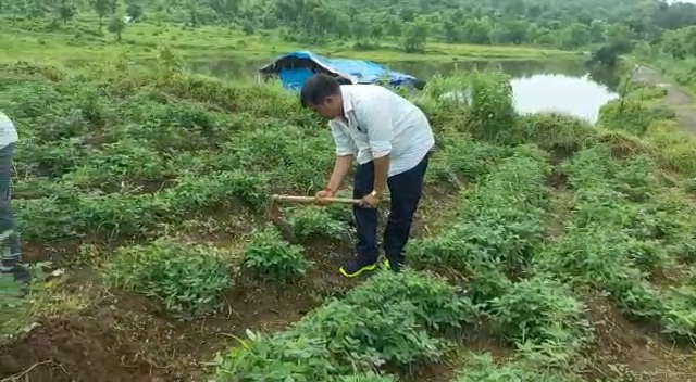 Successful groundnut cultivation in Bhiwandi for the first time | भातपीक घेणाऱ्या भिवंडीत प्रथमच भुईमुगाची यशस्वी शेती