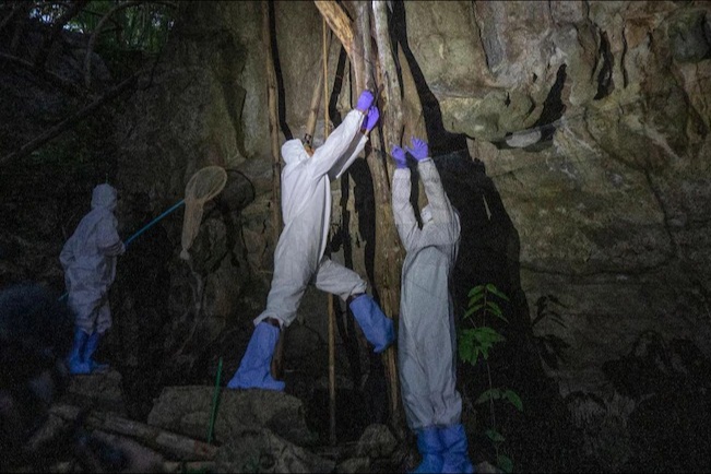 CoronaVirus Marathi News thailand scientists trek cave collect sample of bats | CoronaVirus News : काय सांगता? कोरोनाचं मूळ शोधण्यासाठी संशोधक पोहोचले वटवाघुळाच्या गुहेत