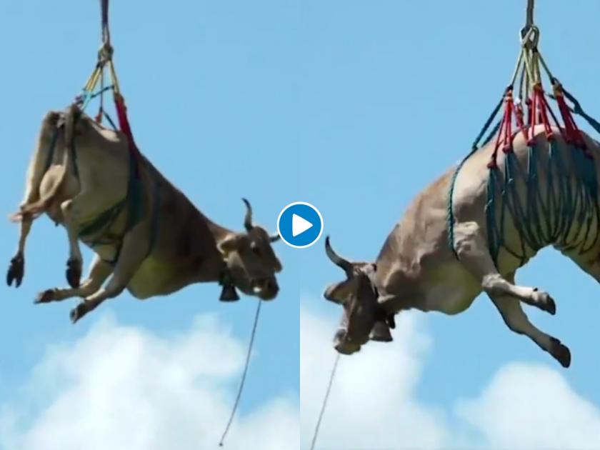 Flying cows video swiss farmer uses helicopter to airlift his beloved bovines down the mountain | वाह, मानलं गड्या! जखमी  गाईला वाचवण्यासाठी बळीराजानं थेट हेलिकॉप्टर बोलावला