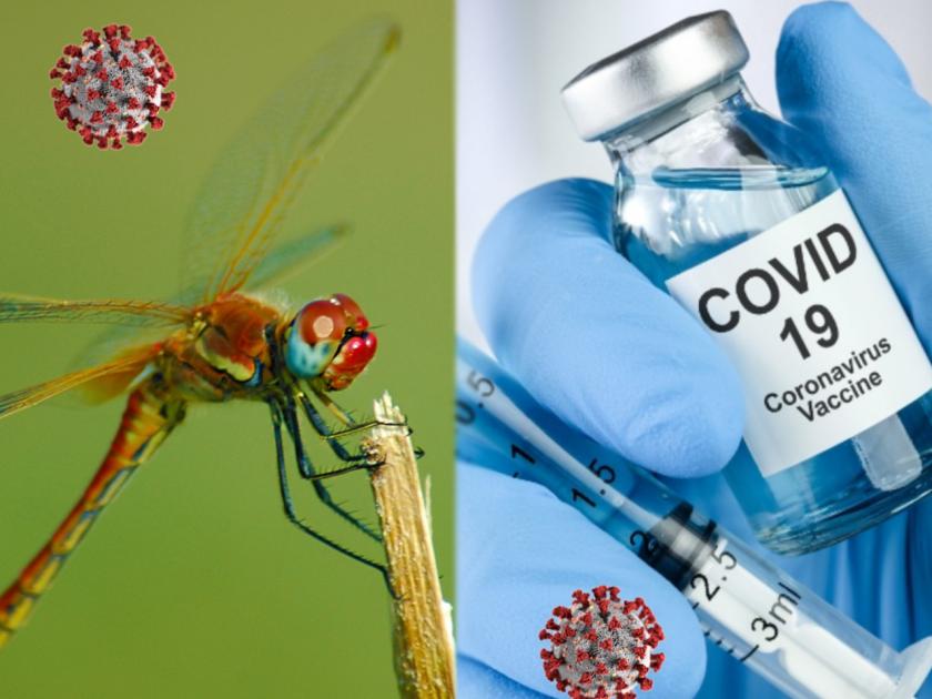 China approves human trials for covid vaccine grown in insect cells | दिलासादायक! किटकांच्या पेशींपासून कोरोनाची लस तयार होणार; मानवी चाचणीला मंजूरी