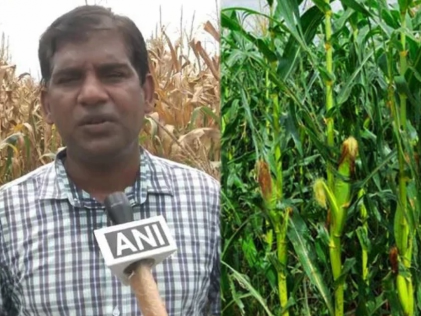 US software engineer shuns his job to start farming from corn cultivated in karnataka | नादच खुळा! अमेरिकेतील लाखो रुपयांची नोकरी सोडली; अन् कणसाची शेती करतोय 'हा' तरूण