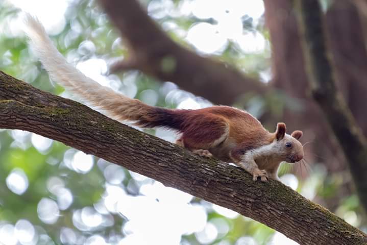 Shekru, the giant squirrel, now found in 'Kalsubai' sanctuary | ‘कळसुबाई’अभयारण्यात वाढतोय राज्यप्राणी शेकरु