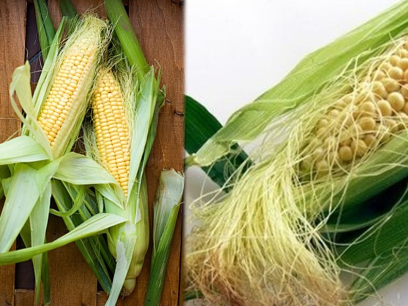 Health Tips Marathi : know amazing health benefits corn silk | मक्याच्या चमकदार धाग्याचे 'हे' फायदे वाचाल तर फेकण्याआधी १० वेळा विचार कराल