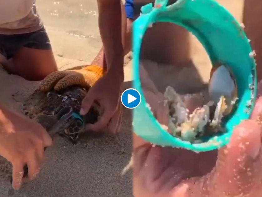 Sea turtle was going to die because of plastic band in water Video goes Viral | अरेरे! कासवाच्या गळ्यात अडकलं प्लास्टिक; मुक्या प्राण्याला 'असं' मिळालं जीवदान, पाहा व्हिडीओ