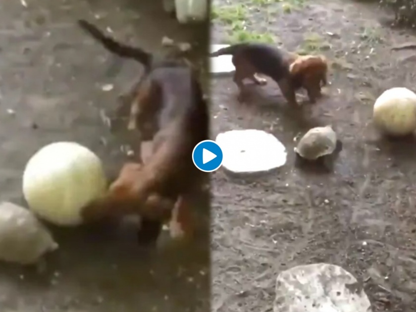 Viral video of turtle playing with pup and running after ball has twitter amazed | Video : कुत्र्याच्या पिल्लाला कासवासह खेळण्याची भारीच हौस; नेटिझन्सनी पाडला लाईक्सचा पाऊस