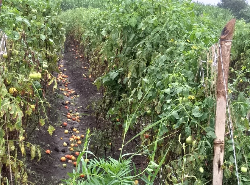 Damage to tomatoes due to continuous rains, farmers helpless | सततच्या पावसाने टोमॅटोचे नुकसान, शेतकरी हतबल