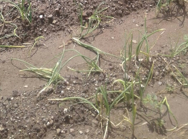 Rotten onion, farmers suffering from rains | पावसाने सडला कांदा, शेतकरी त्रस्त