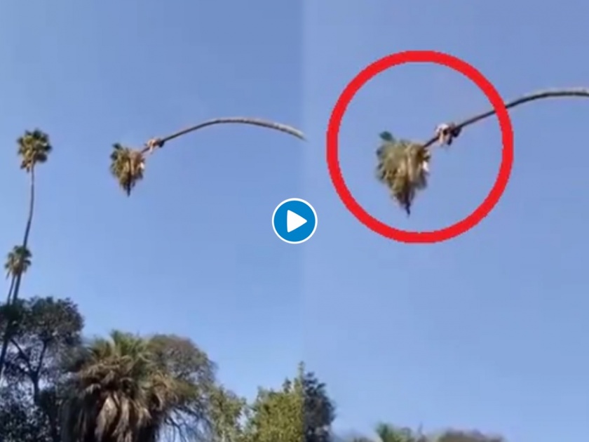 Viral video man climbed up the tree cutting palm tree has left millions stunned | बापरे! नारळाच्या झाडावर चढलेल्या माणसाची करामत पाहून उडेल थरकाप; पाहा व्हिडीओ