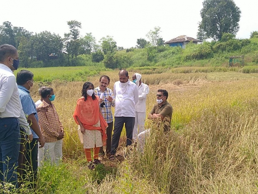 To send report after report of loss of paddy cultivation in Thane district. Orders of P.C.E.O. | भातशेतीच्या नुकसानीचे पंचनामे करुन अहवाल पाठवण्याचे ठाणे जि. प.सीईओंचे आदेश   