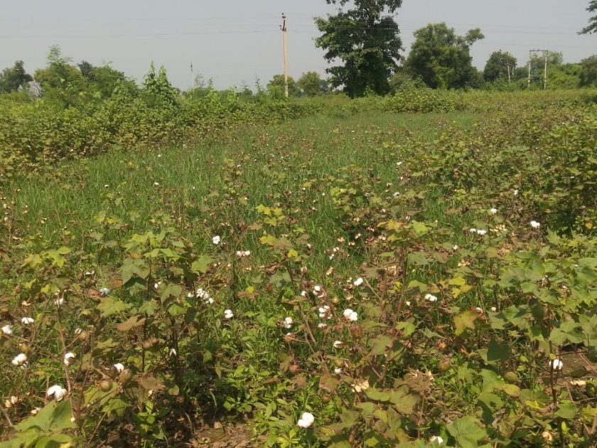 Crisis in front of farmers; Now the cotton crop leaves | शेतकऱ्यांसमोर संकट; आता कपाशी पिकांची पानगळ