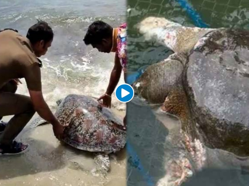 Viral News In Marathi: 100 kg turtle released tamil nadu sea | बाबो! समुद्रकिनारी सापडला तब्बल १०० किलोंचा दुर्मिळ कासव, अन् मग...., पाहा फोटो