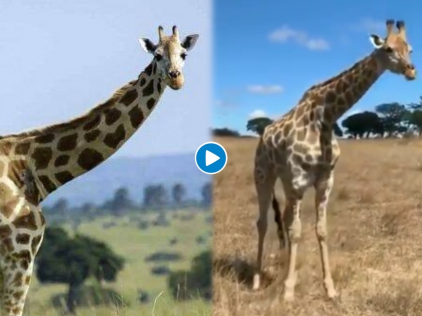 Giraffe bend to eat grass has left millions of people laughing hilarious viral video | बाबो! जिराफानं गवत खाण्यासाठी केला भन्नाट जुगाड, ९० लाखांपेक्षा जास्तवेळा पाहिला गेला व्हिडीओ