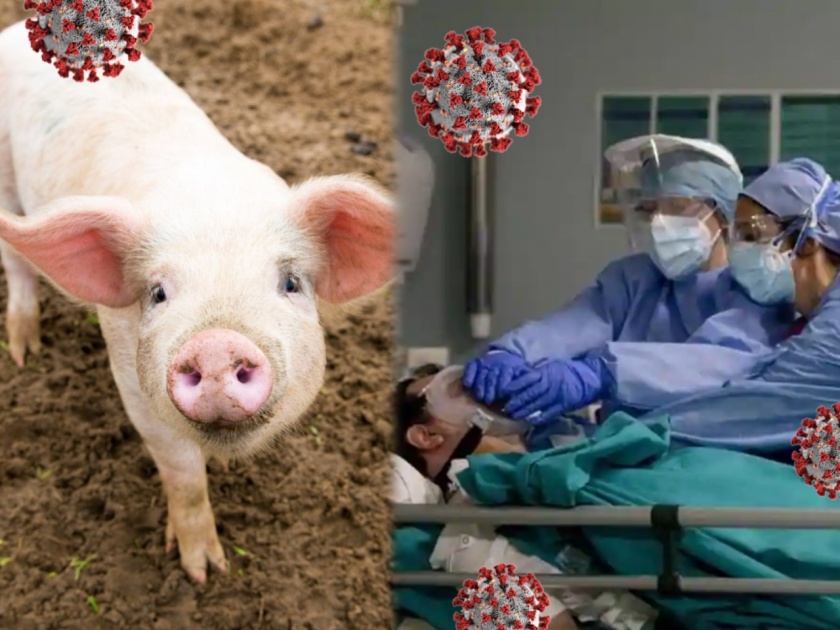 CoronaVirus News In Marathi : Pigs coronavirus strain could spread to humans study | कोरोनाचं अजून एक भयानक रूप माणसांमध्ये फैलावण्याचा धोका, चिंता वाढवणारी माहिती समोर