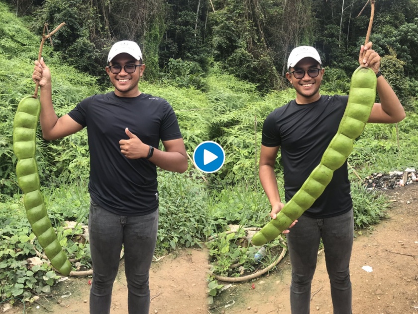 Man shared a giant petai picture video goes viral 46 | काय सांगता राव! पठ्ठ्याला शेतात सापडली 'भली मोठी' शेंग; फोटो पाहून तुम्हीही व्हाल अवाक्