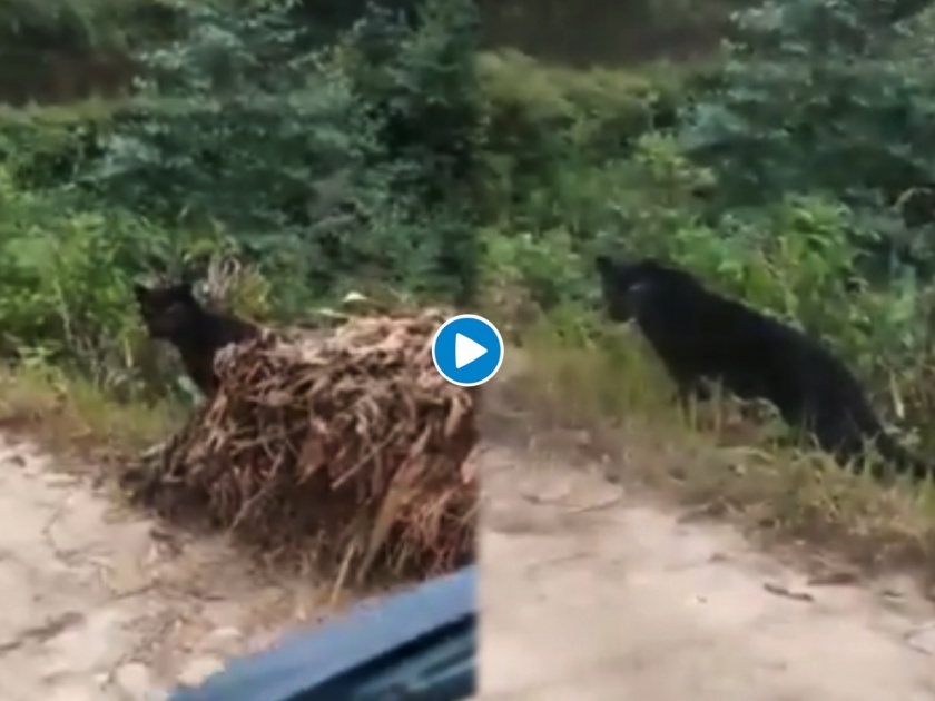 Video of a black panther roaming in a forest is going viral on social media | Video: भारतातील रस्त्यांवर वावरताना दिसला रुबाबदार ब्लॅक पँथर, दुर्मिळ फोटो कॅमेरात कैद