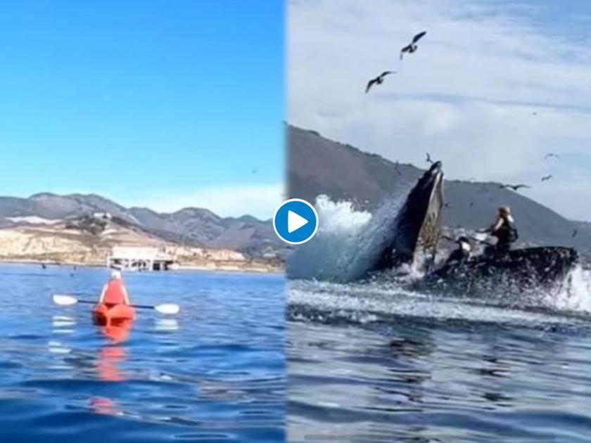 California avila beach humpback whale capsizes kayak almost swallows two people see viral video- | बोटीनं प्रवास करत होत्या दोघी, अन् देवमाश्यानं अख्खी बोट तोंडात घातली; पाहा थरारक व्हिडीओ