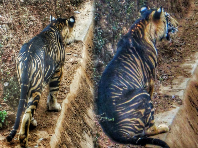 Odisha nandankanan sanctuary photographer found ultra rare black tiger capture on camera | जबरदस्त! भारतातील दुर्मिळ काळ्या रंगाचा वाघ कॅमेरात कैद; पाहा व्हायरल फोटो
