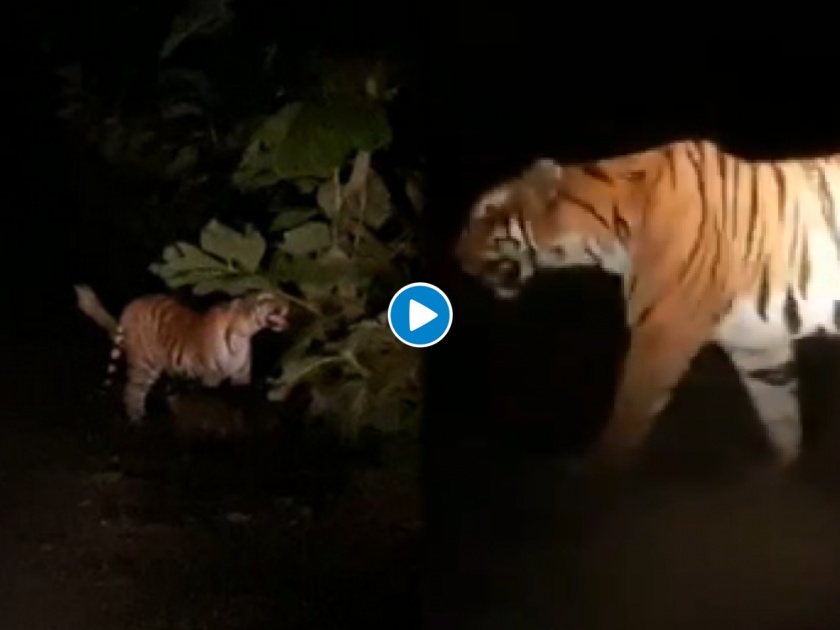 Dudhwa tiger reserve field director capture sight of tigress with her cubs see viral video | छाव्यांसह फिरणारी वाघिण कॅमेरात कैद; डोळ्यांवर प्रकाश येताच केलं असं काही; पाहा व्हिडीओ