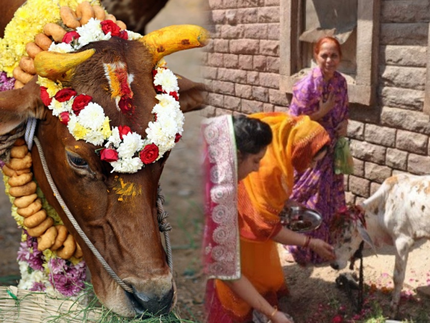 Govatsa Dwadashi 2020: How to celebrate govatsa dwadashi if you do not have cow calf at home | Govatsa Dwadashi 2020: घरात गाय किंवा वासरू नसताना आज कशी साजरी कराल वसु बारस?; वाचा फक्त एका क्लिकवर