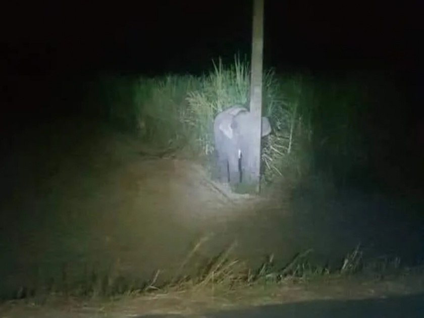 Baby Elephant Tries To Hide Behind The Light Pole After Spotted Eating Sugarcane | ऊसाच्या शेतात शिरलं हत्तीचं पिल्लू; अन् कोणीतरी आल्याचे कळताच खांबाआड लपलं, पाहा फोटो