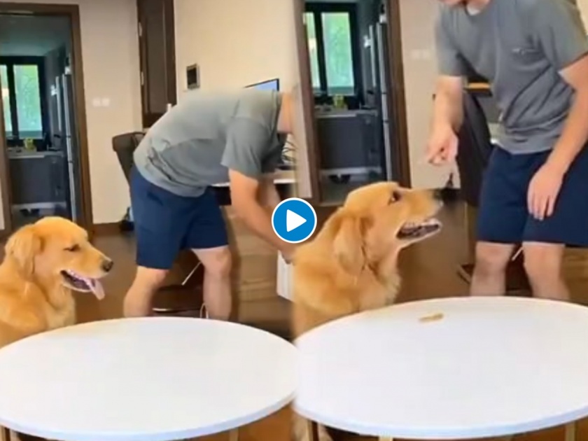 Clever dog outsmarting his owner eats treat and then do this see tiktok viral video | कुत्र्याने अतिशय सावधपणे जेवणं चोरलं अन् मालकाला लावली शेंडी; पाहा भन्नाट व्हिडीओ